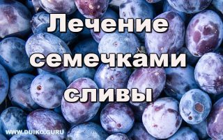 Лечение семечками сливы