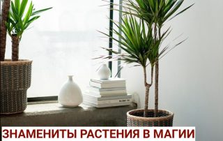 Самые знаменитые растения в магии